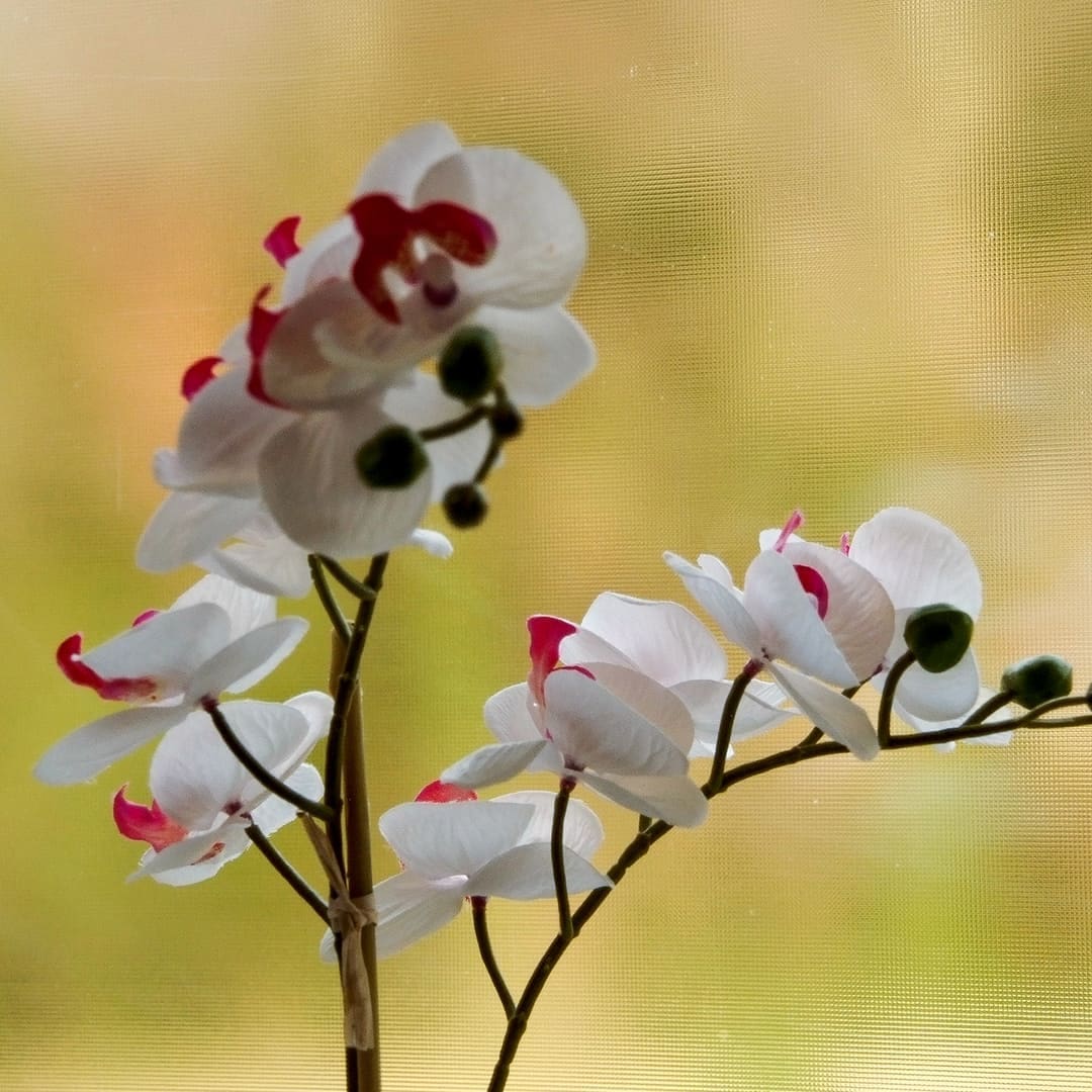 Fizzle Glass Window Film Surface Designs